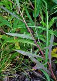 Lactuca tatarica