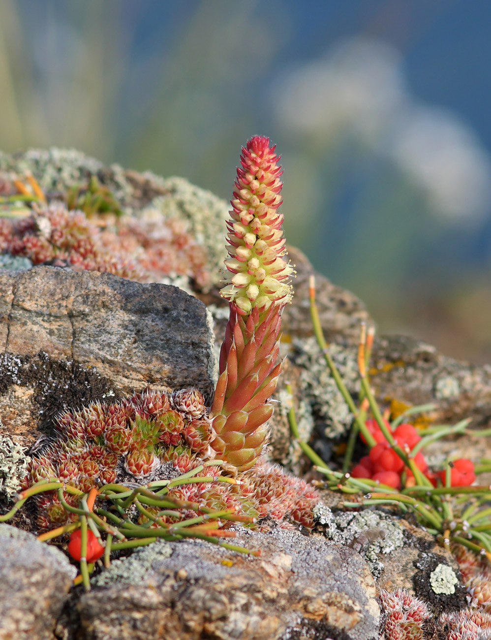 Image of Orostachys spinosa specimen.