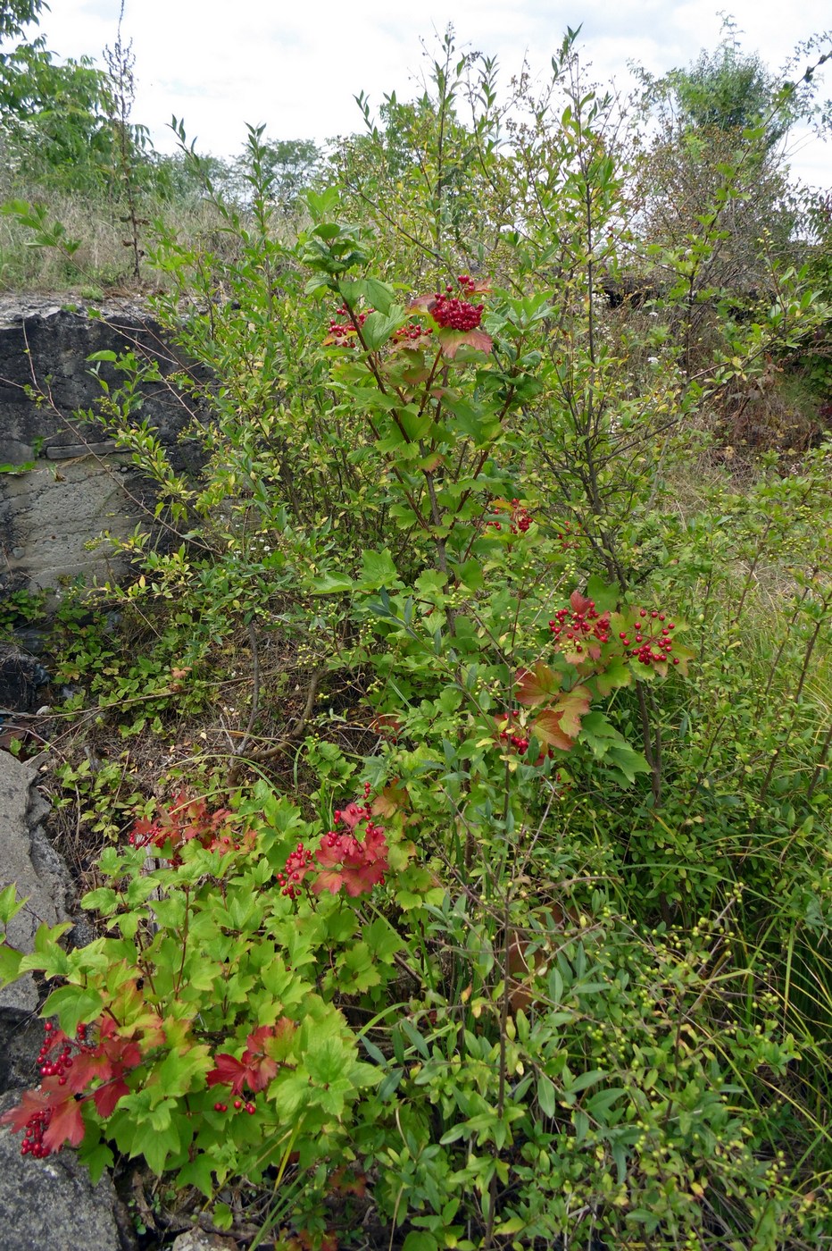 Image of Viburnum opulus specimen.