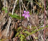 Geranium robertianum. Верхушка цветущего растения. Турция, ил Артвин, окр. деревни Баглик. 24.04.2019.