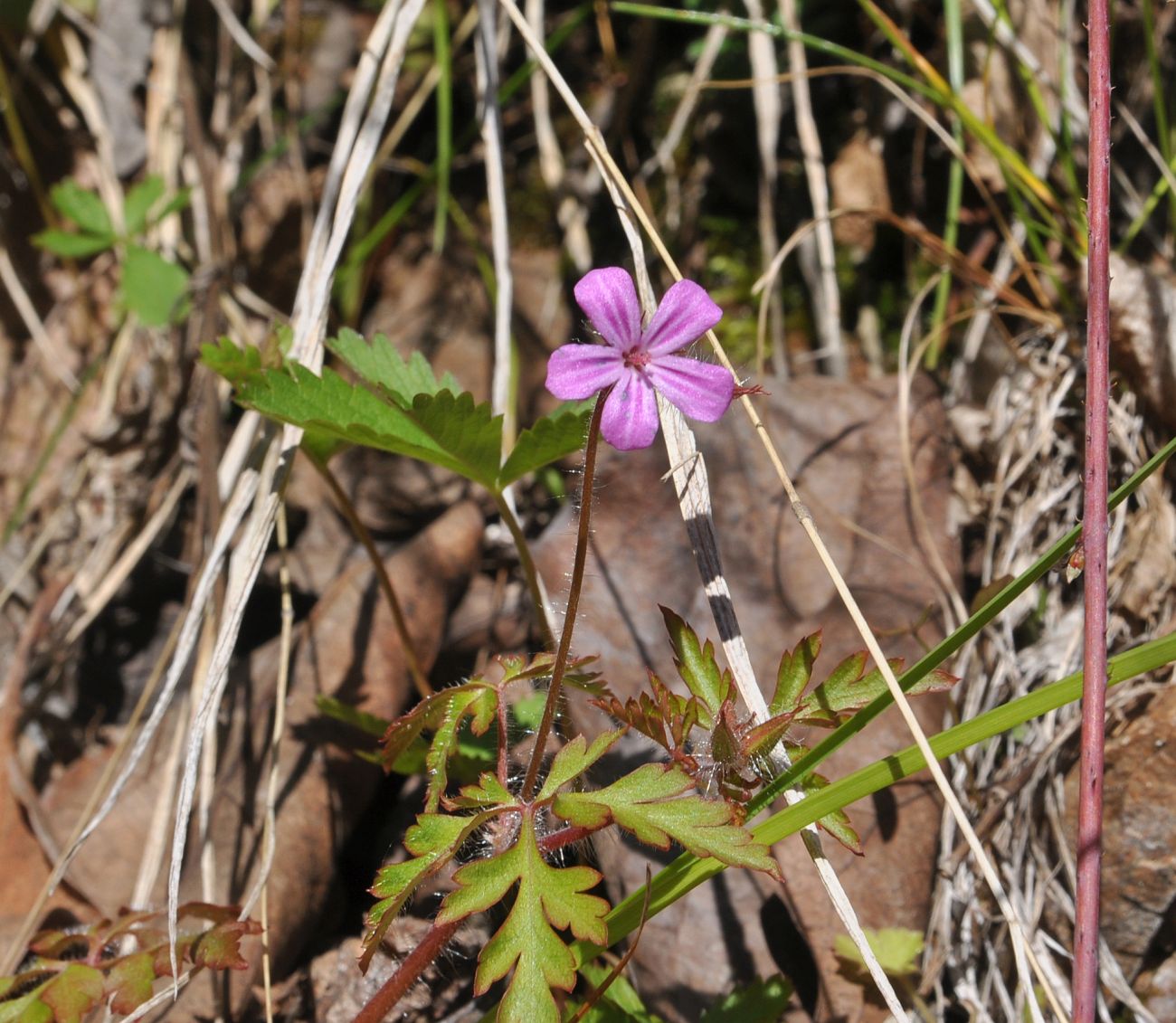 Image of Geranium robertianum specimen.