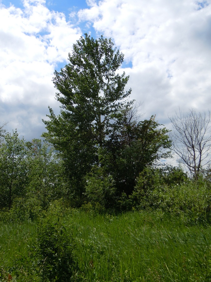 Image of Populus &times; canescens specimen.