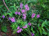 Angelonia angustifolia