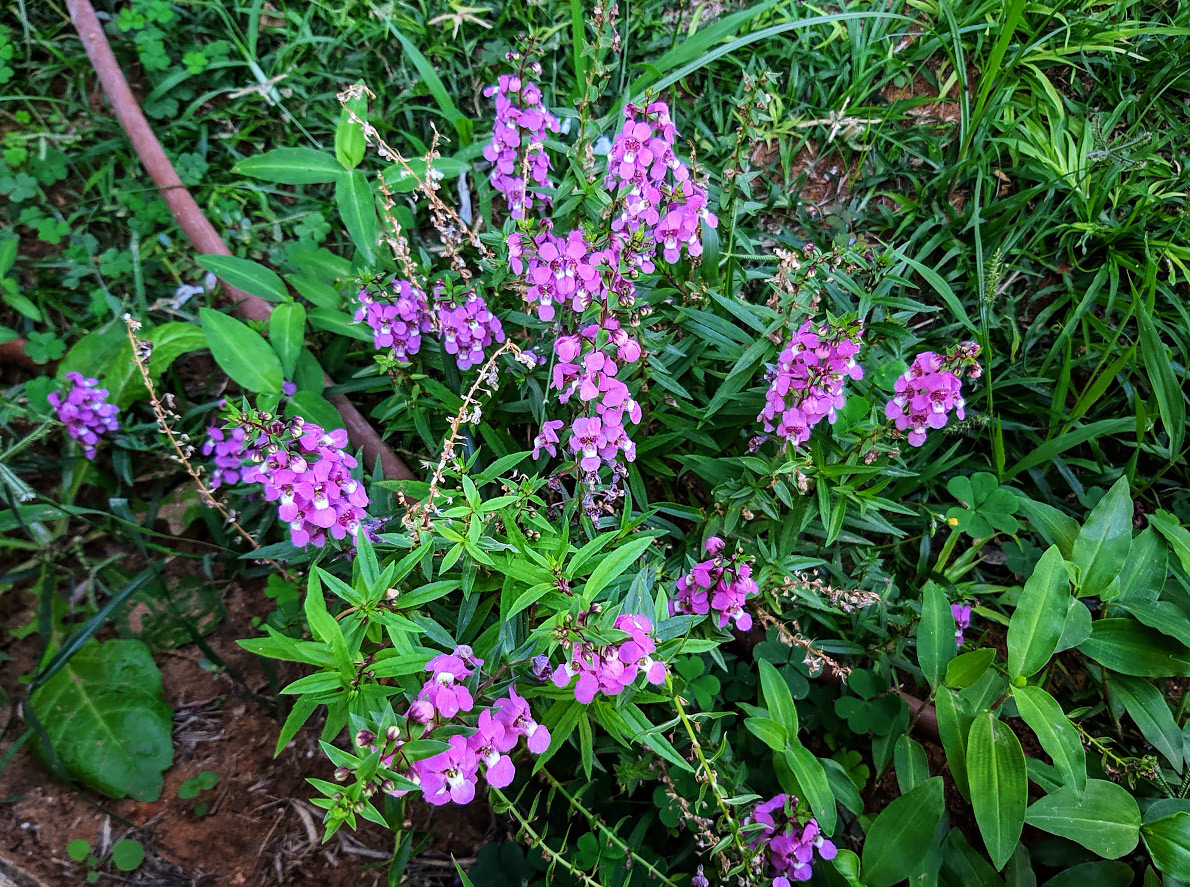 Image of Angelonia angustifolia specimen.