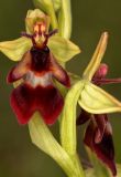 Ophrys insectifera. Часть соцветия. Ленинградская обл., Гатчинский р-н, окр. пос. Пудость, зарастающий луг на известняке. 14.06.2011.