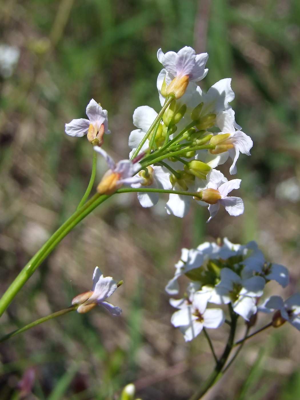 Изображение особи Arabidopsis gemmifera.