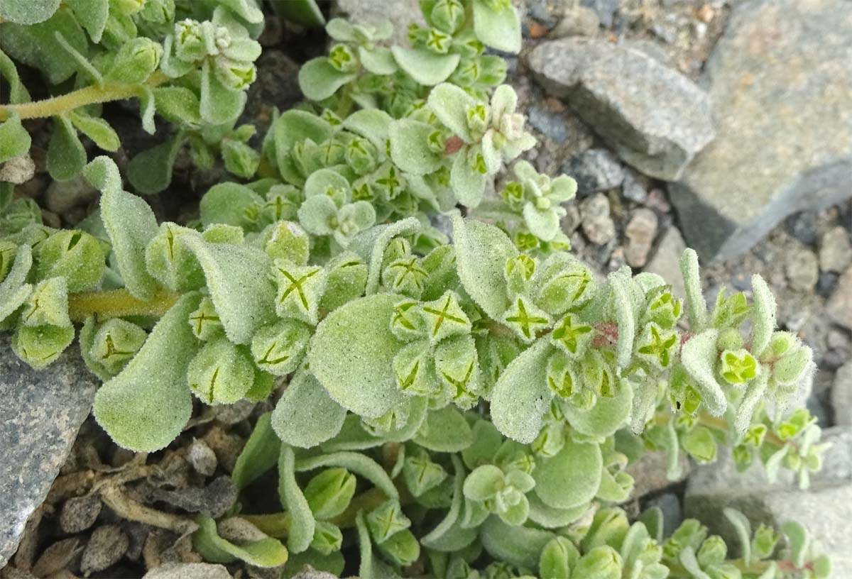 Image of Tetragonia maritima specimen.