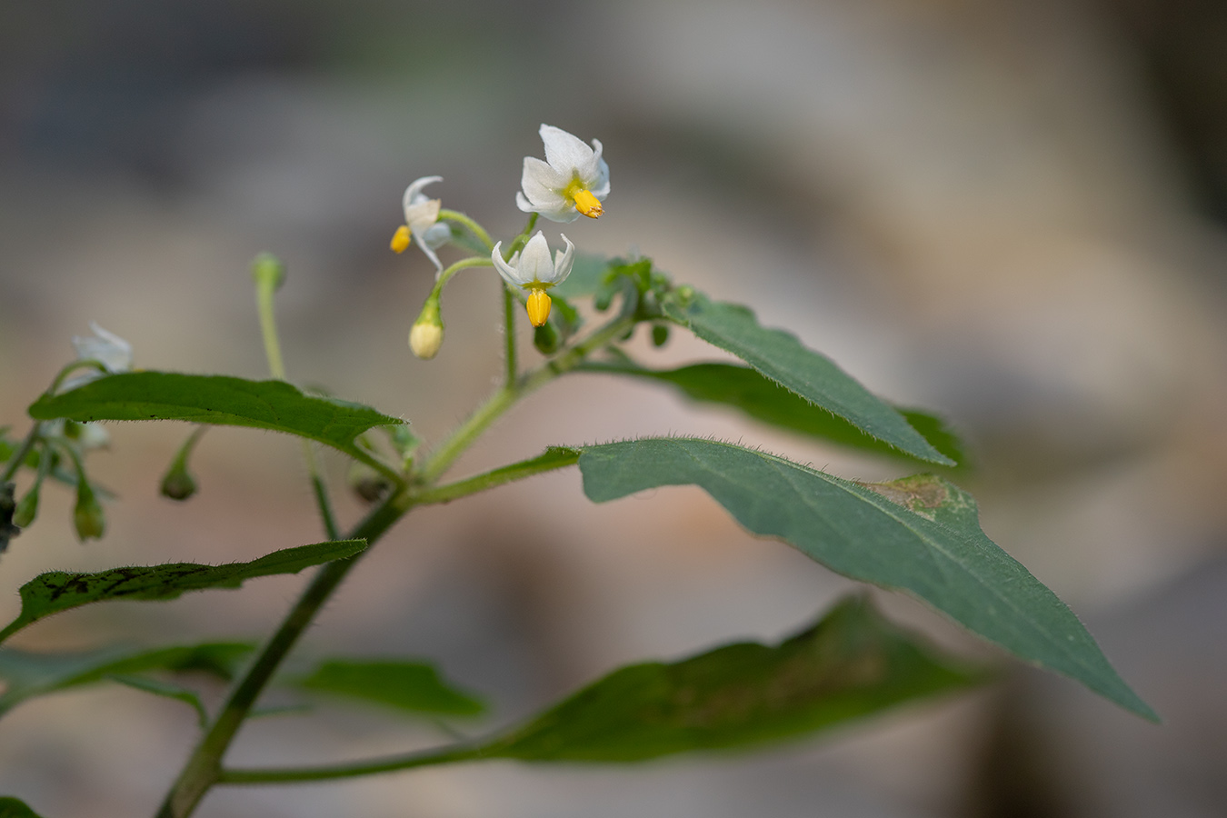 Изображение особи Solanum woronowii.