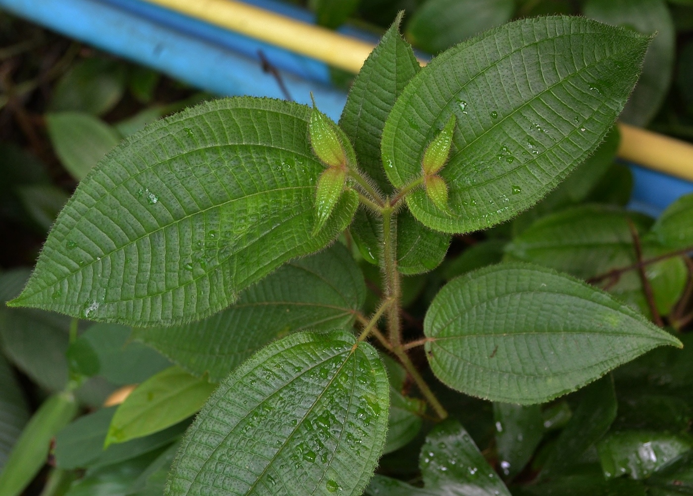 Image of Miconia crenata specimen.