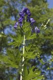 Aconitum fischeri