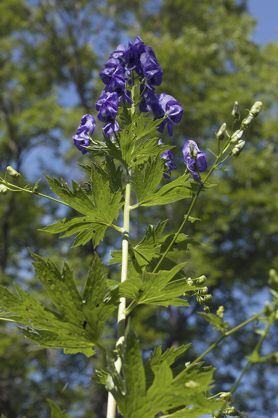 Изображение особи Aconitum fischeri.