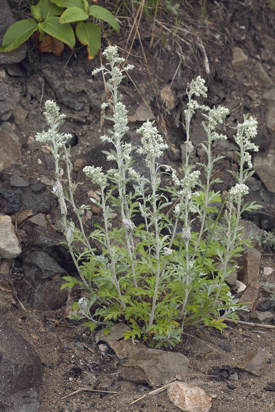 Image of Artemisia stelleriana specimen.