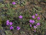 Dianthus versicolor