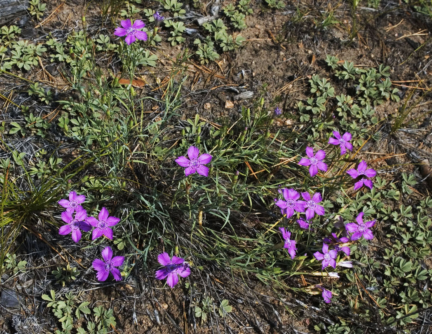 Изображение особи Dianthus versicolor.