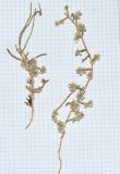 Haloxylon persicum