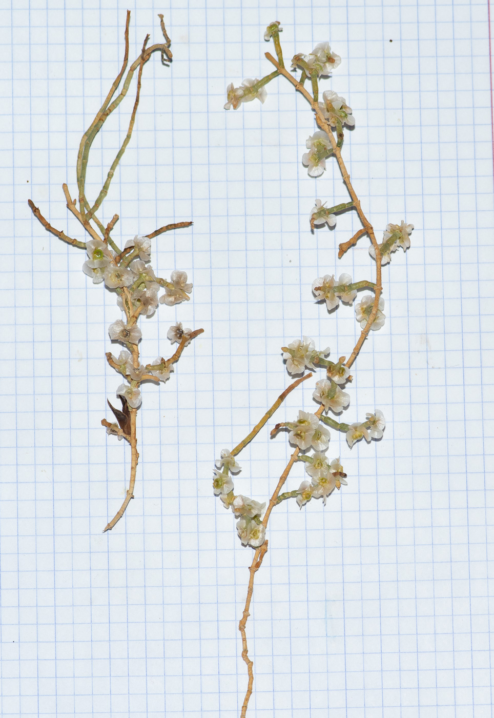 Image of Haloxylon persicum specimen.