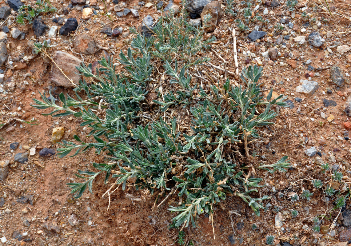 Image of Krascheninnikovia ceratoides specimen.