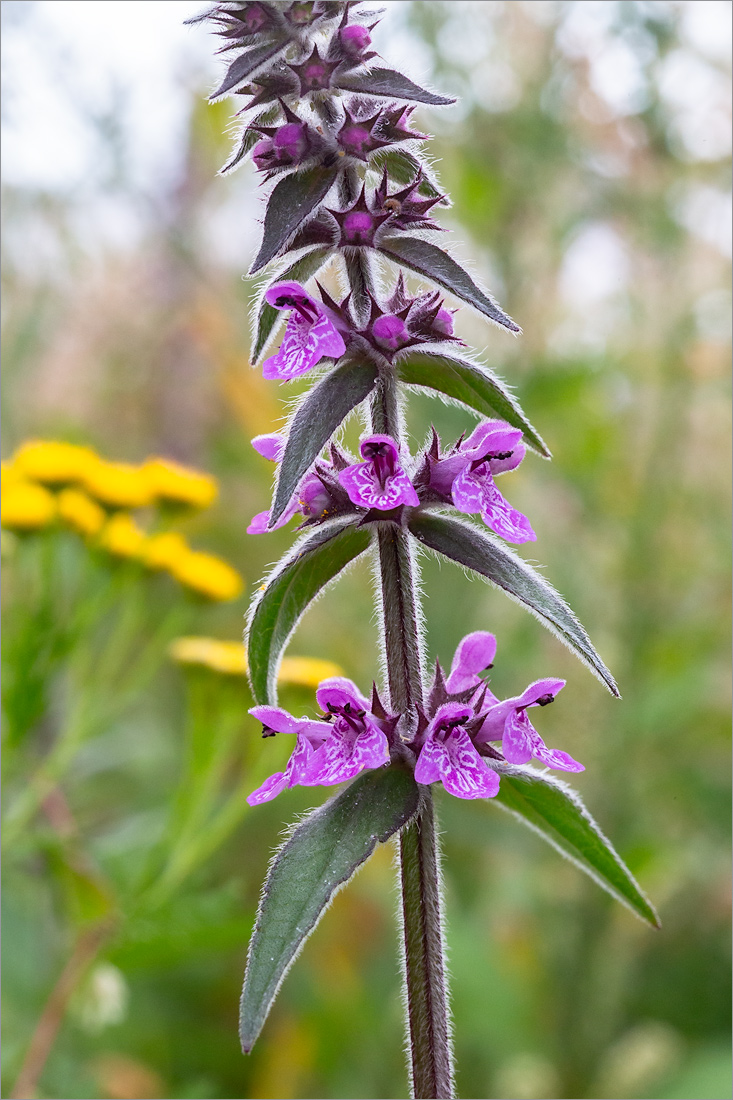 Изображение особи Stachys palustris.