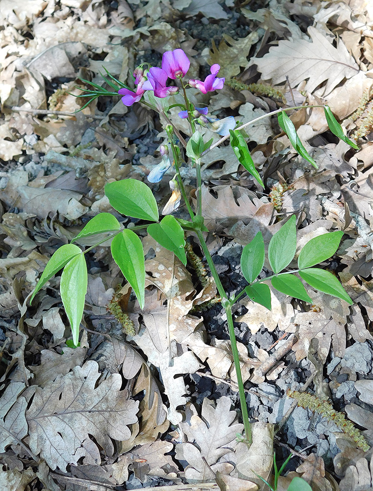 Изображение особи Lathyrus vernus.