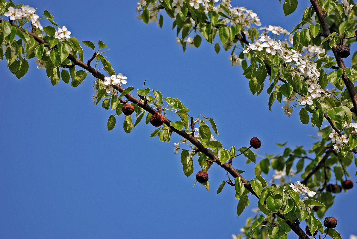 Image of genus Pyrus specimen.