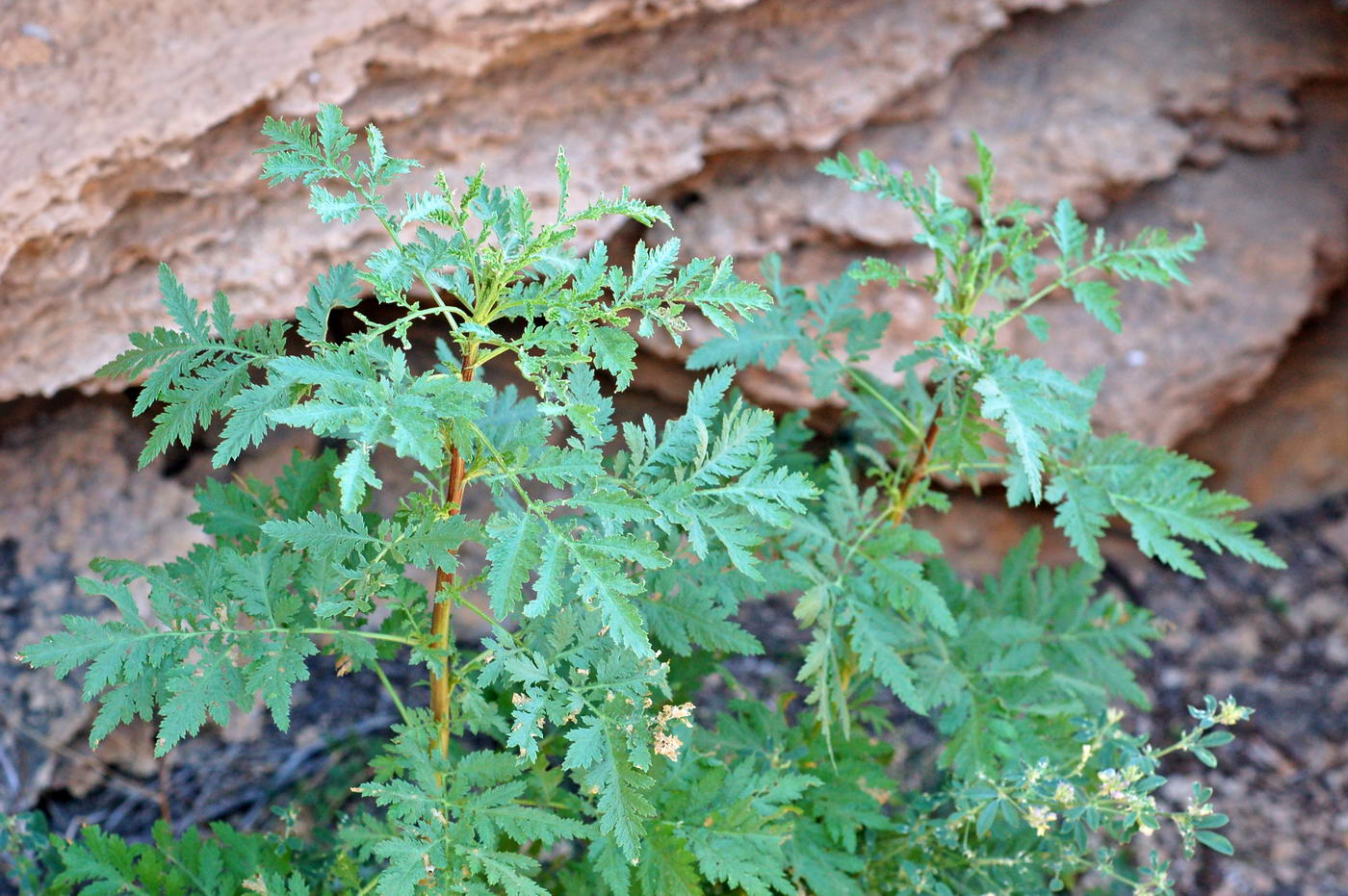 Изображение особи Artemisia stechmanniana.