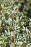 Pistacia lentiscus