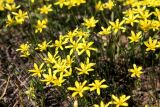 Gagea minutiflora. Цветущие растения. Казахстан, Туркестанская обл., Тюлькубасский р-н, окр. с. Жабаглы, подгорная равнина Талдыбулака, ≈ 1200 м н.у.м., сухая степь. 30 марта 2020 г.