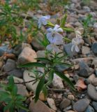 Saponaria officinalis. Цветущее растение. Башкортостан, Бурзянский р-н, каменистый берег. 12.08.2010.