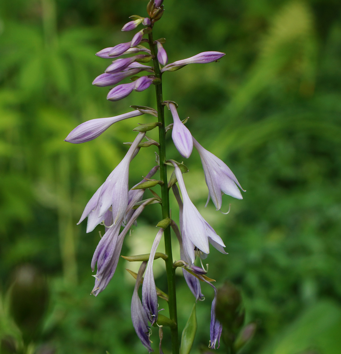 Изображение особи род Hosta.