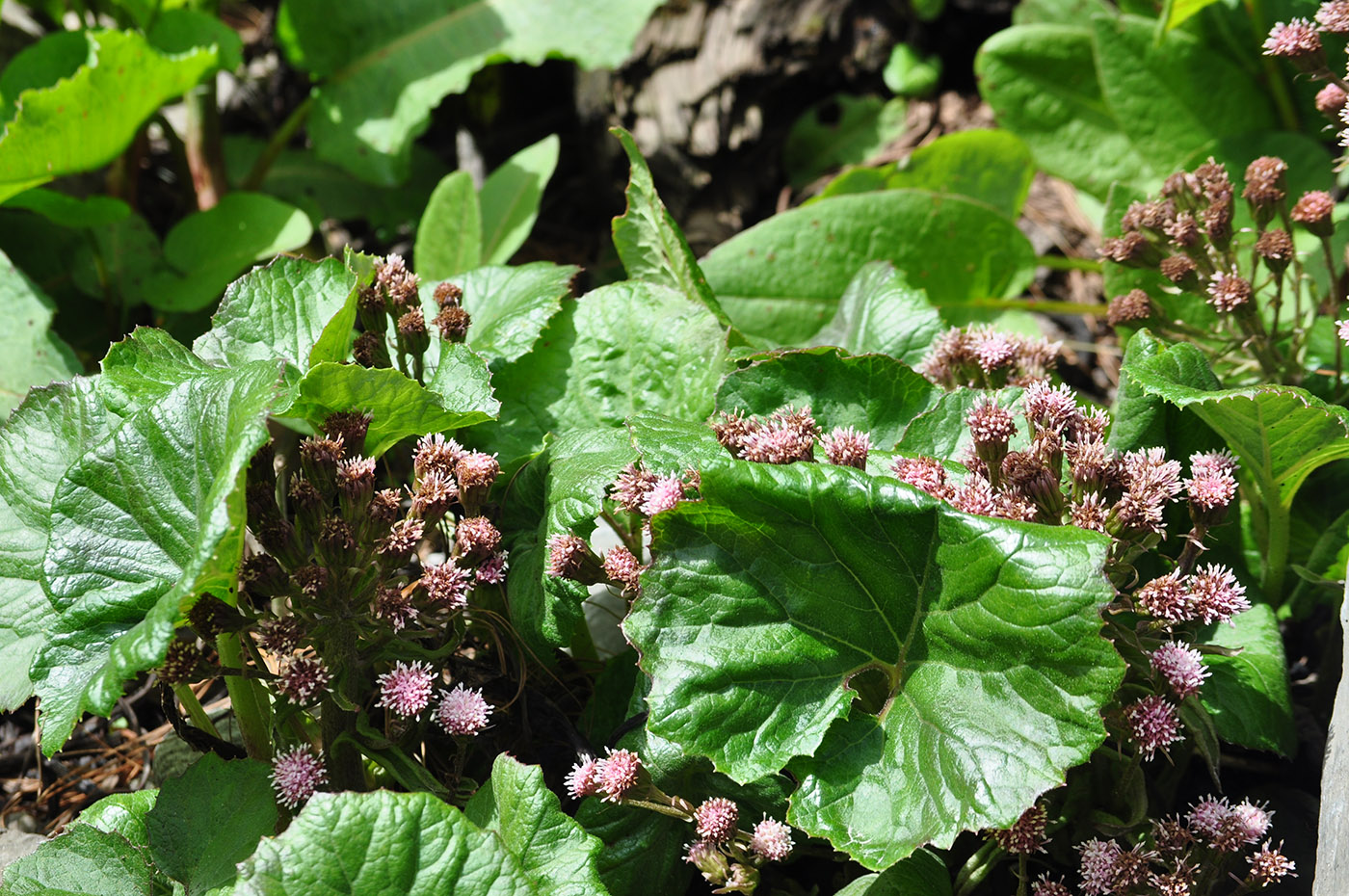 Изображение особи Petasites tricholobus.