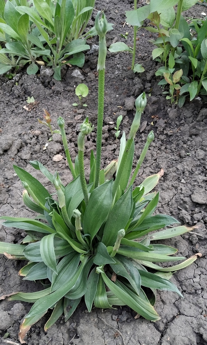 Изображение особи Armeria pseudarmeria.