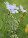 Geranium asiaticum