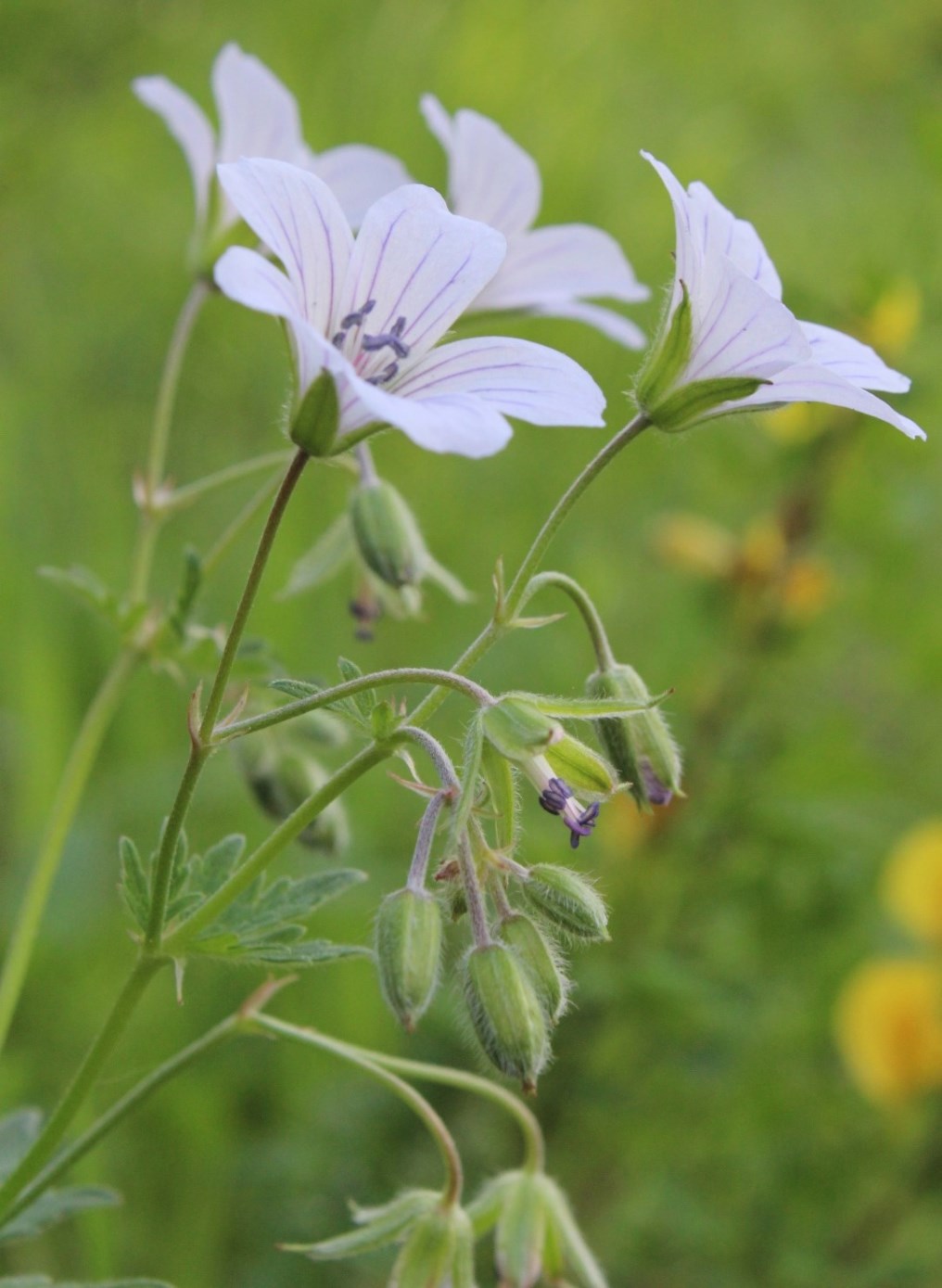 Image of Geranium asiaticum specimen.