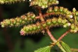 Miconia lacera