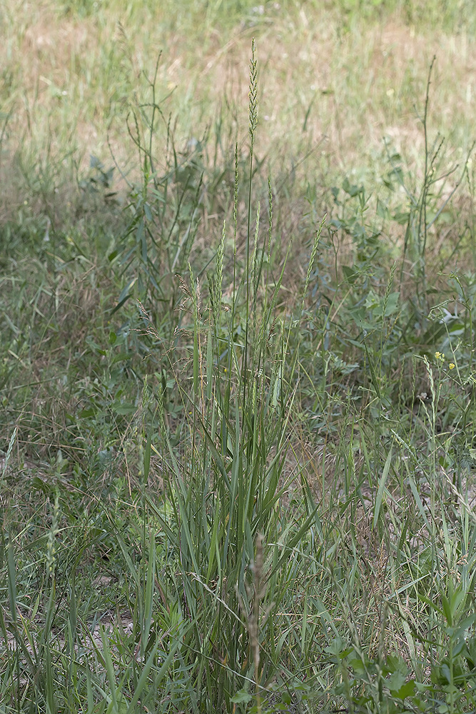 Изображение особи Elytrigia elongatiformis.