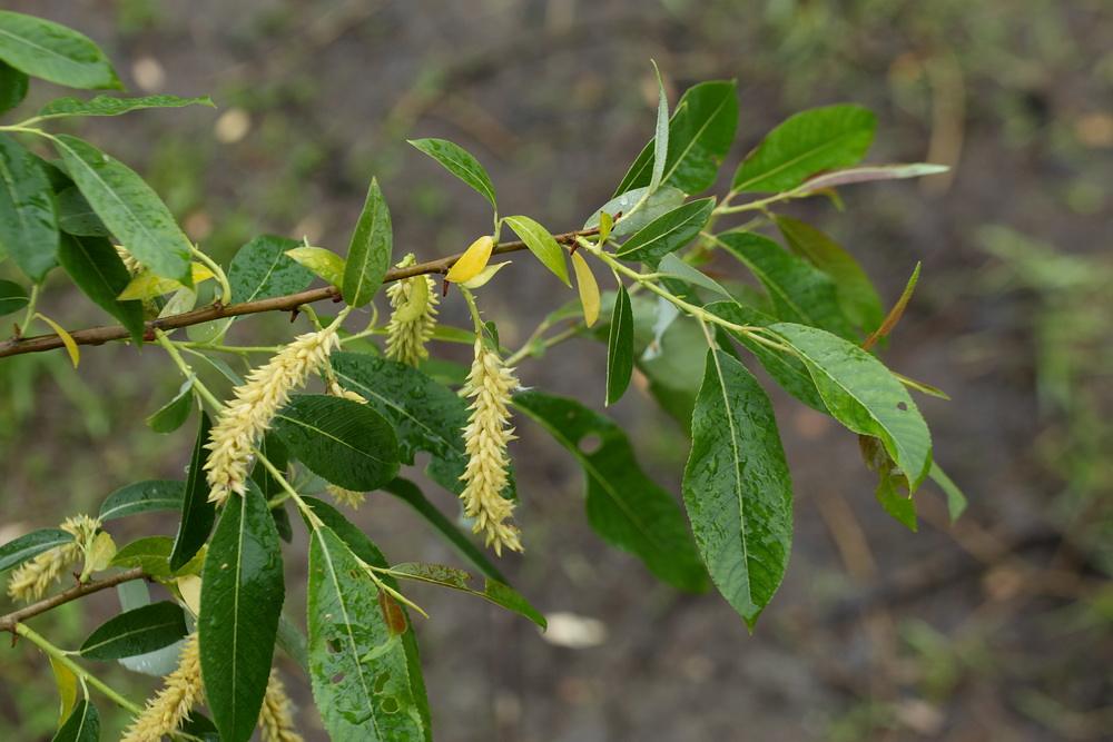 Image of Salix pentandra specimen.