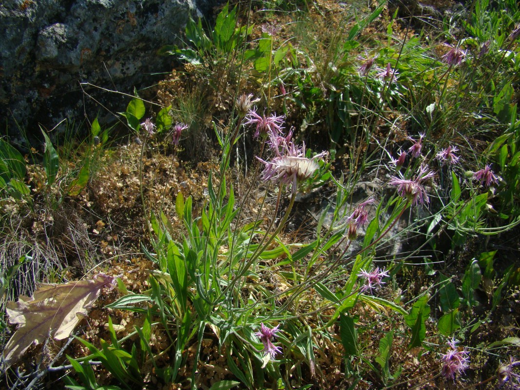 Image of Jurinea kokanica specimen.
