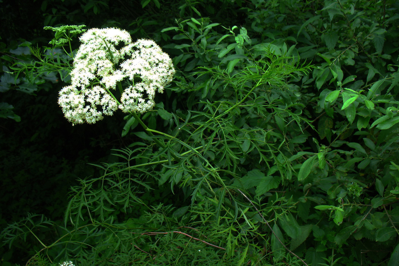 Image of Sambucus nigra f. laciniata specimen.