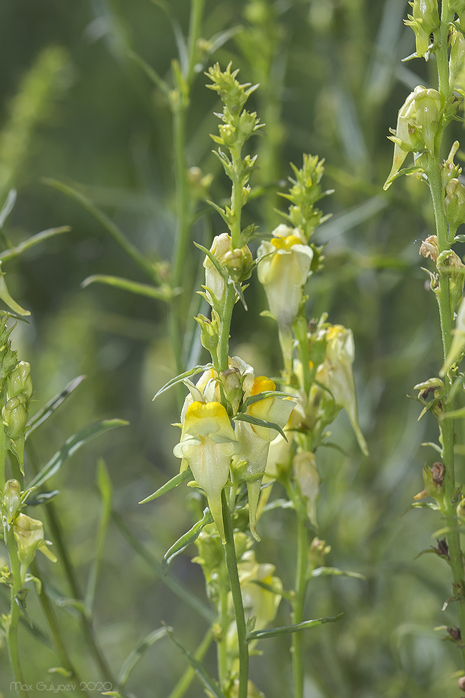 Изображение особи род Linaria.