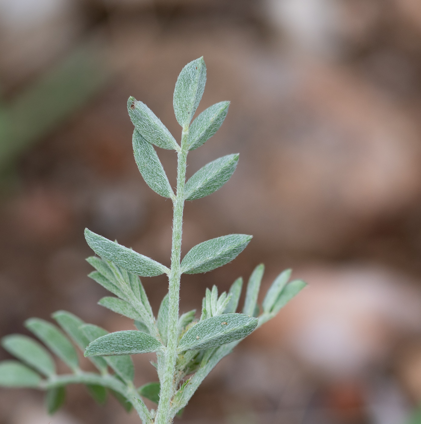 Изображение особи Indigofera heterotricha.