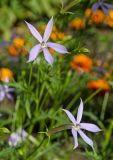 Isotoma axillaris