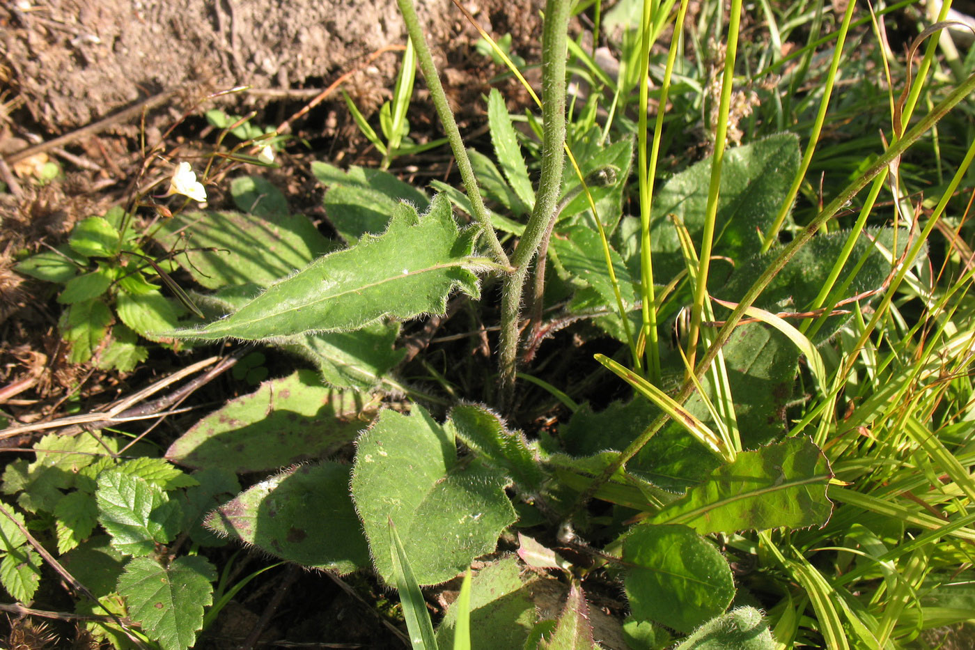 Изображение особи Hieracium sylvularum.