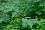 Sambucus racemosa