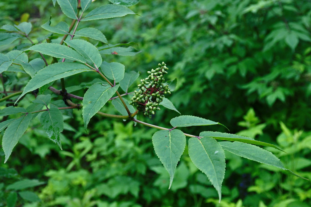 Image of Sambucus racemosa specimen.