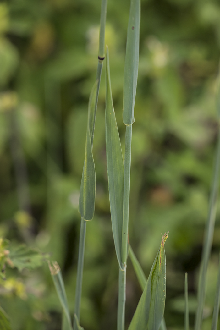 Изображение особи род Phleum.