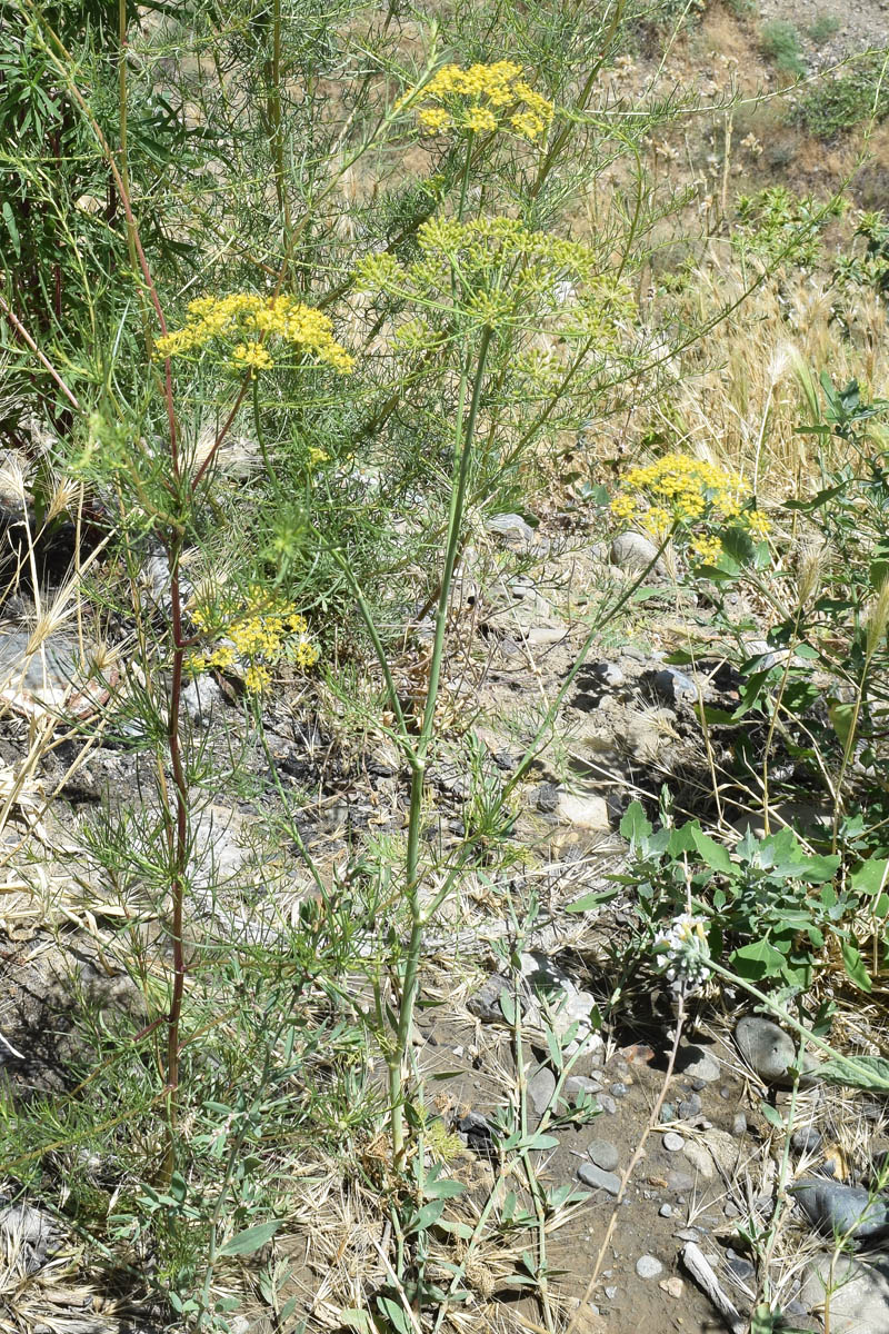 Изображение особи Anethum graveolens.