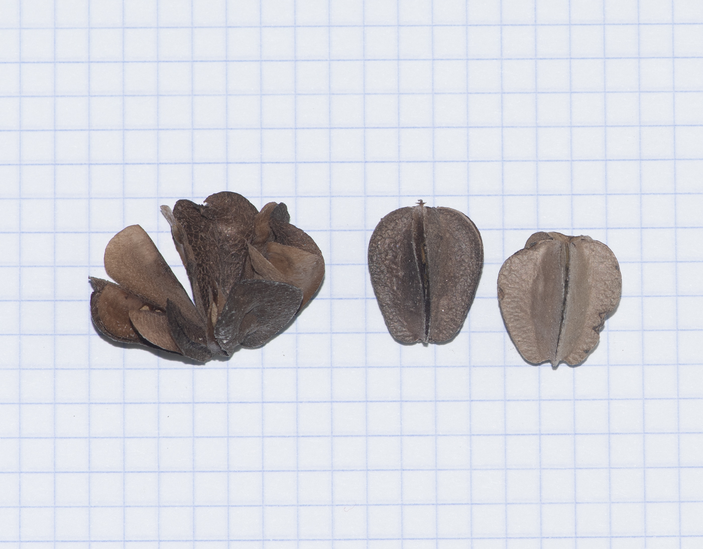 Image of Zygophyllum stapffii specimen.
