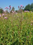 Cirsium arvense. Верхушки цветущих растений. Московская обл., окр. г. Железнодорожный, долина р. Чёрная, залежь. 07.07.2020.
