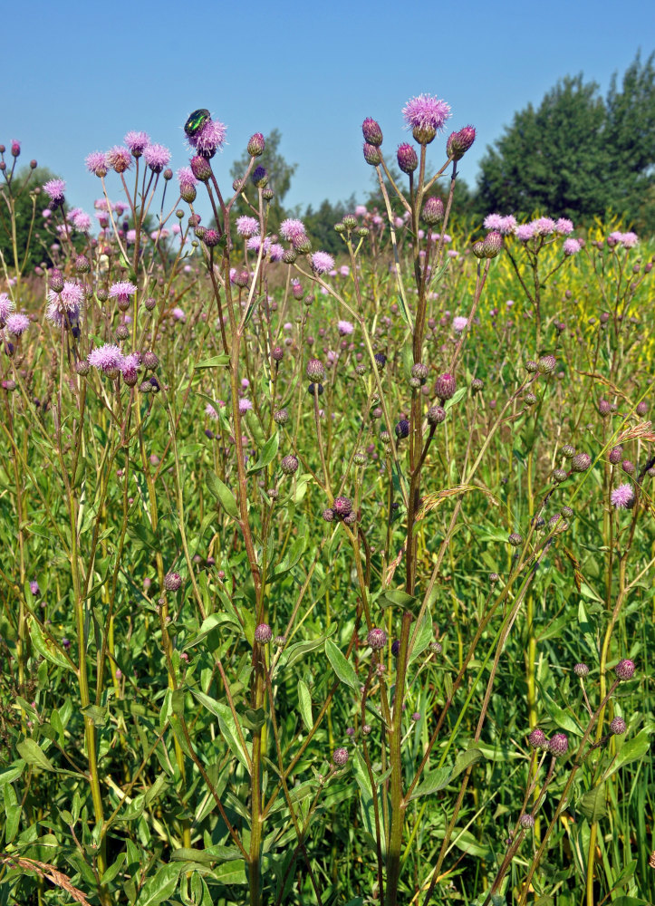 Image of Cirsium arvense specimen.