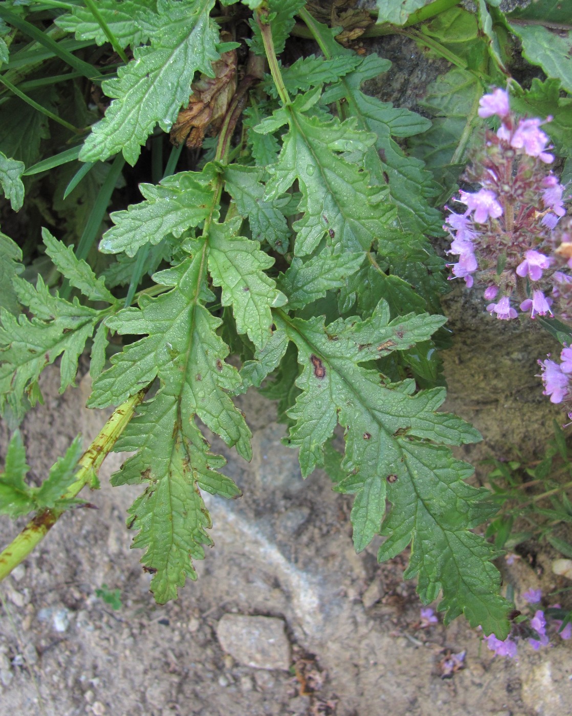 Изображение особи Scrophularia olympica.